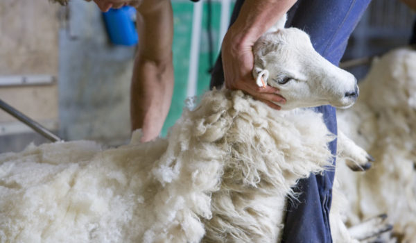 Sheep-Shearing-AS_69332370-web