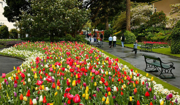 Wellington-Botanical-Gardens-web