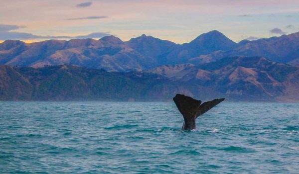 kaikoura-whale-watching-web